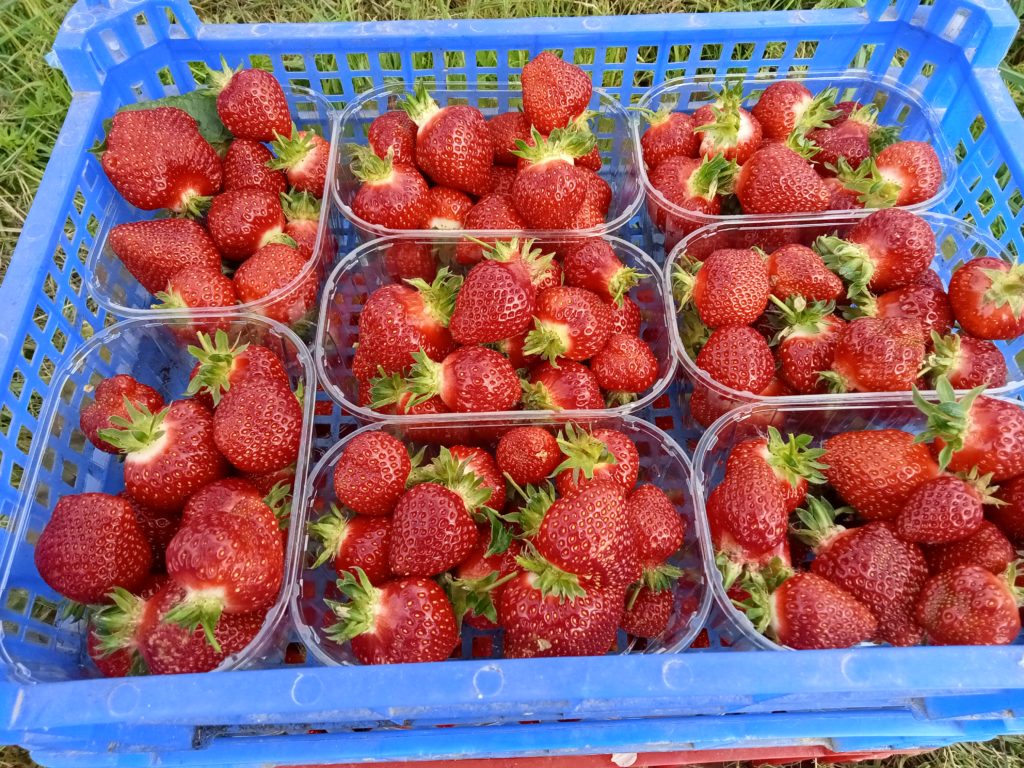 Cueillette De Fraises Cest Reparti Les Rubis Du Verger 